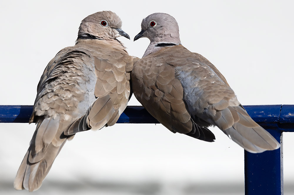 Collared doves